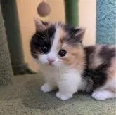 マンチカン(短足)【兵庫県・女の子・2025年2月15日・キャリコ】の写真1