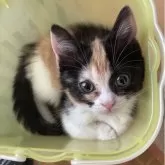 マンチカン(長足)