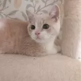 マンチカン(長足)