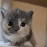 マンチカン(短足)