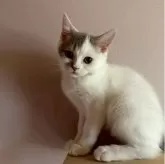 マンチカン(長足)