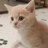 マンチカン(長足)