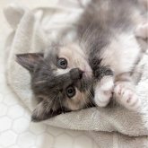 マンチカン(短足)