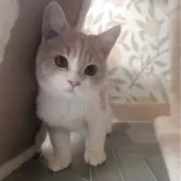 マンチカン(長足)