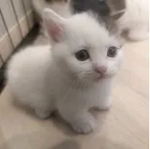 マンチカン(短足)