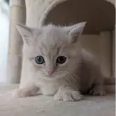 マンチカン(長足)【兵庫県・男の子・2025年10月31日・クリーム&ホワイト】の写真2