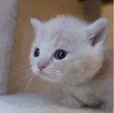 マンチカン(短足)【兵庫県・男の子・2025年9月28日・クリーム】の写真3