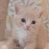 マンチカン(長足)【兵庫県・男の子・2025年9月28日・クリーム&ホワイト】の写真3