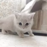 マンチカン(長足)【兵庫県・男の子・2025年10月31日・クリーム&ホワイト】の写真3