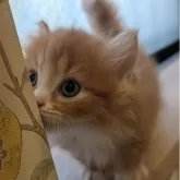 マンチカン(短足)【兵庫県・男の子・2025年8月21日・レッドタビー&ホワイト】の写真4