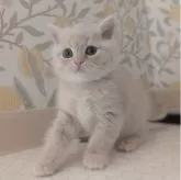 マンチカン(長足)【兵庫県・男の子・2025年10月31日・クリーム&ホワイト】の写真4