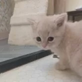 マンチカン(長足)【兵庫県・男の子・2025年10月31日・クリーム&ホワイト】の写真5