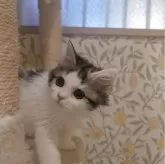 マンチカン(長足)【兵庫県・女の子・2025年8月29日・キャリコ】の写真5