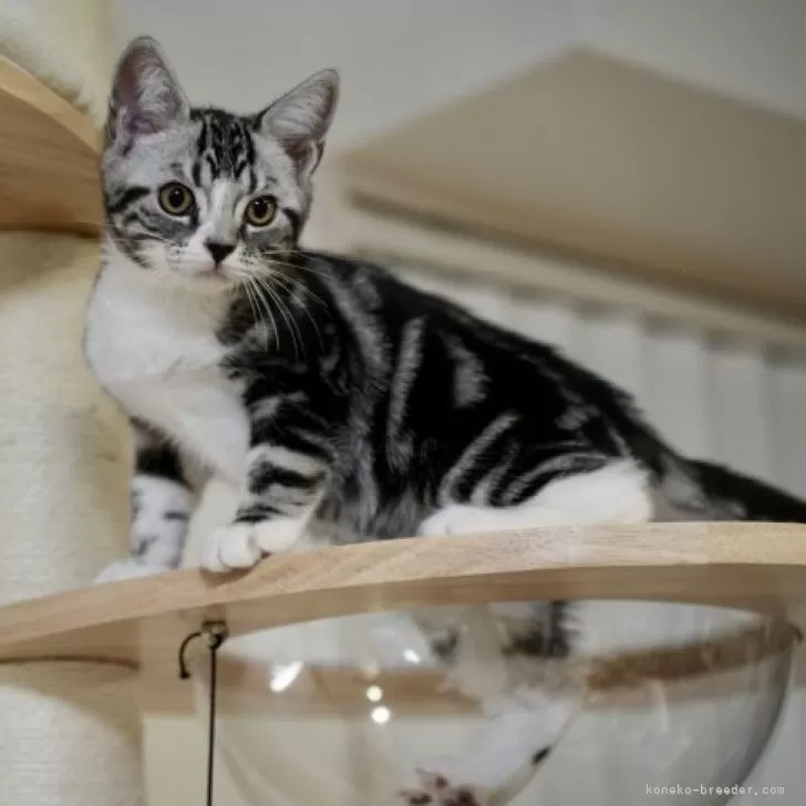 ID:2311-01673の子猫