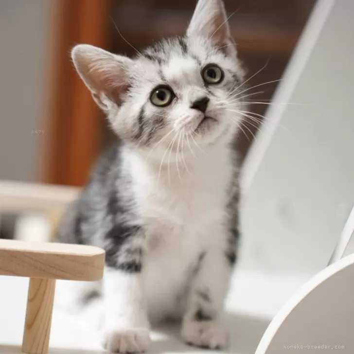 ID:2410-01662の子猫