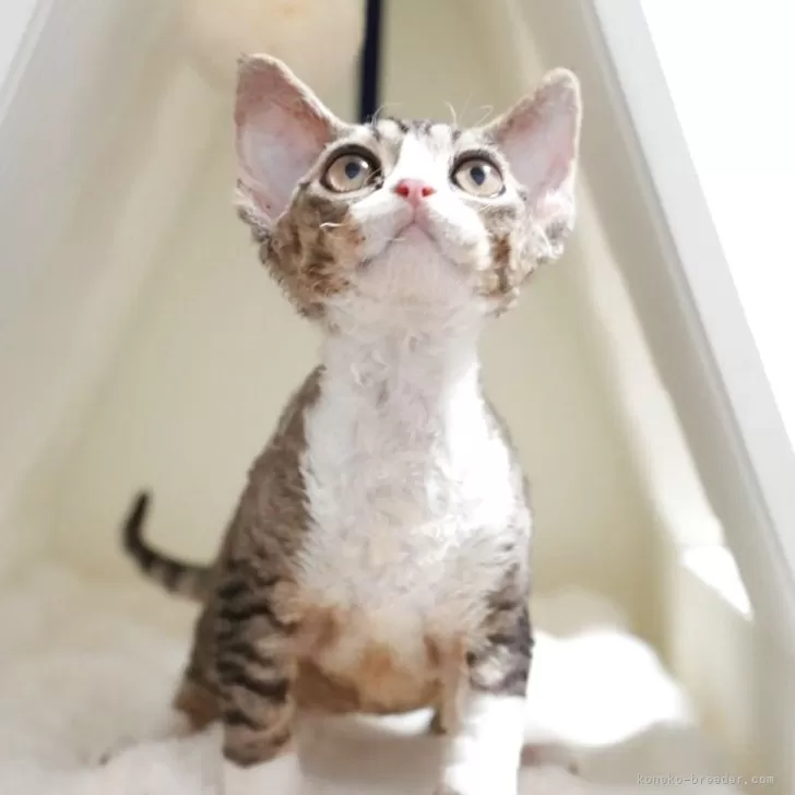 ID:2506-00559の子猫