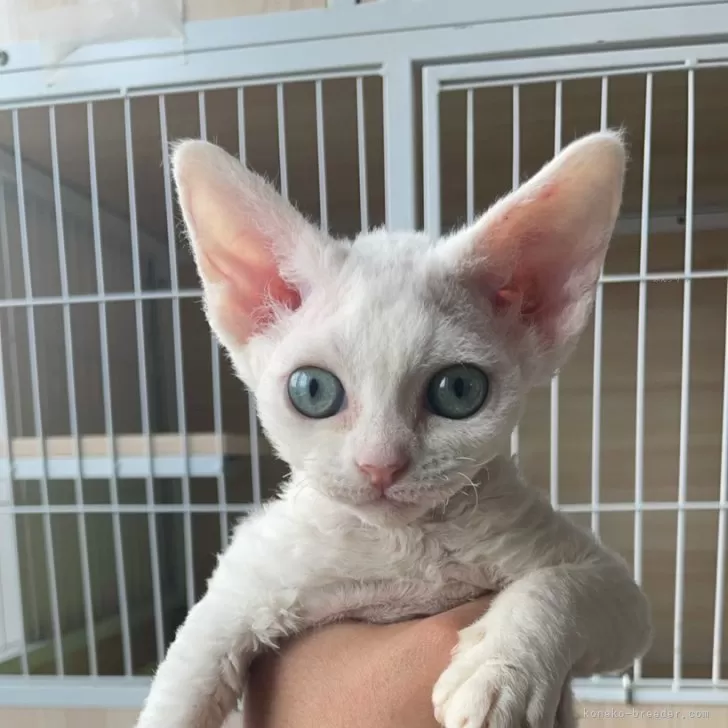 ID：2502-01850の子猫