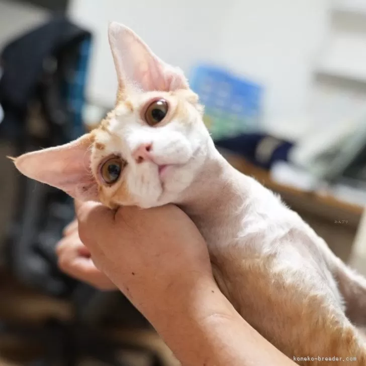 ID：2504-02061の子猫