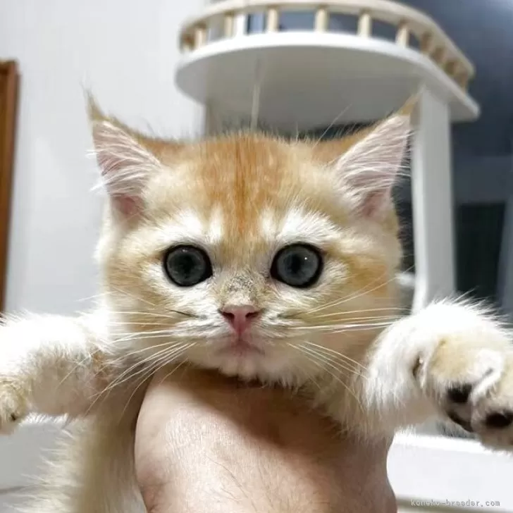 ID:2505-01383の子猫