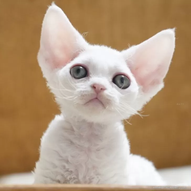 デボンレックス【香川県・男の子・2025年9月10日・ホワイト】の写真1