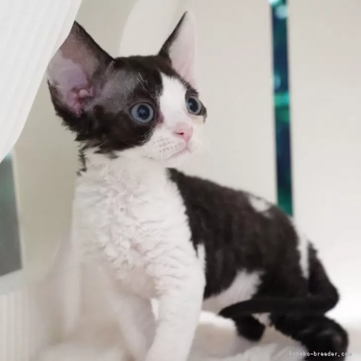 YU 様のお迎えした子猫