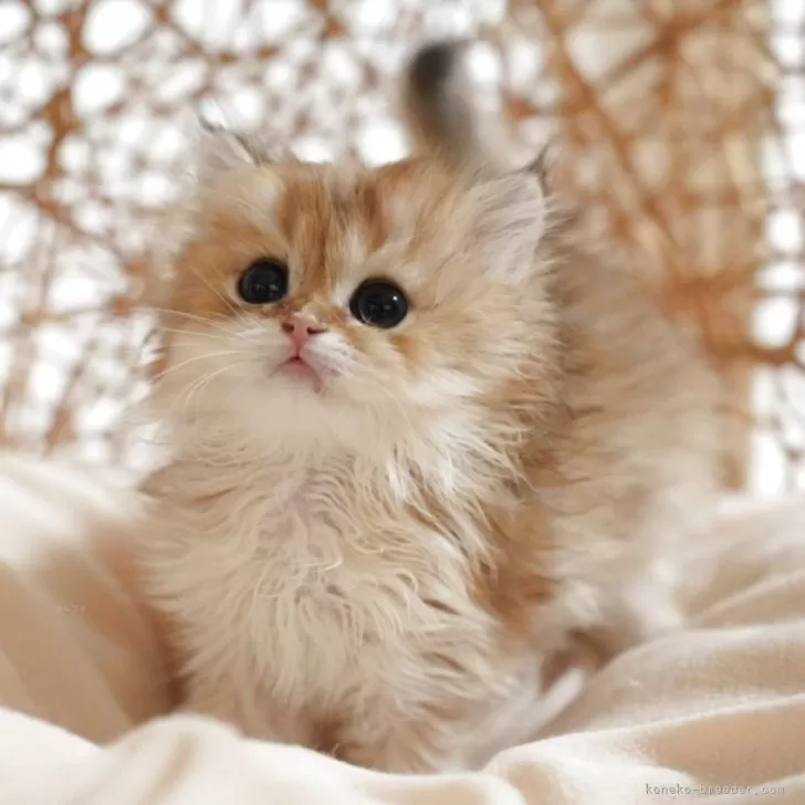 ID:2504-03527の子猫