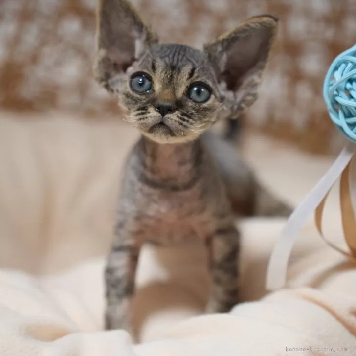 ID：2502-01851の子猫