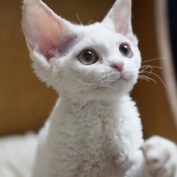 デボンレックス【香川県・男の子・2025年11月4日・ホワイト】の写真「モコモコ可愛い子」