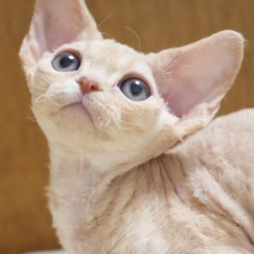 デボンレックス【香川県・男の子・2025年11月4日・クリームタビー】の写真「耳が大きくて可愛い子」