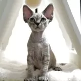 デボンレックス【香川県・男の子・2025年3月27日・ホワイト】の写真1