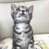 アメリカンショートヘア