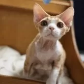 デボンレックス【香川県・男の子・2025年2月9日・レッドタビー&ホワイト】の写真2