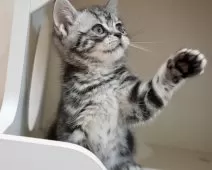 アメリカンショートヘア【香川県・男の子・2025年2月20日・シルバータビー】の写真2