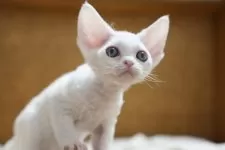 デボンレックス【香川県・男の子・2025年9月10日・ホワイト】の写真3