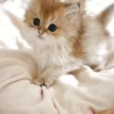 ブリティッシュロングヘア【香川県・女の子・2025年3月16日・ゴールデン】の写真3