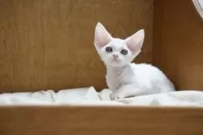 デボンレックス【香川県・男の子・2025年9月10日・ホワイト】の写真5