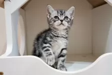 アメリカンショートヘア【香川県・男の子・2025年2月20日・シルバータビー】の写真5