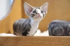 デボンレックス【香川県・男の子・2025年10月8日・ホワイト】の写真5