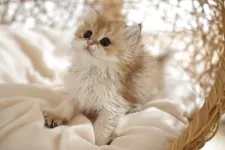 ブリティッシュロングヘア【香川県・女の子・2025年3月16日・ゴールデン】の写真5