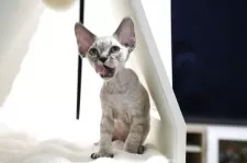 デボンレックス【香川県・男の子・2025年3月27日・ホワイト】の写真6