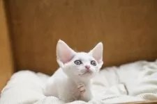 デボンレックス【香川県・男の子・2025年9月10日・ホワイト】の写真6