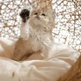 ブリティッシュロングヘア【香川県・女の子・2025年3月16日・ゴールデン】の写真6