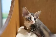 デボンレックス【香川県・男の子・2025年10月8日・ホワイト】の写真7