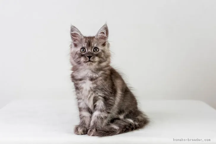 ID：2108-00947の子猫