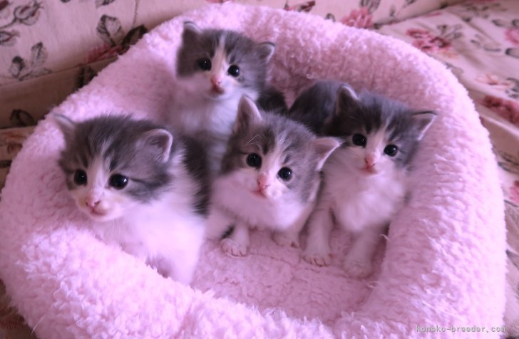 田村邦子ブリーダーのブログ：10/５生ノルウェージャンの子猫たち