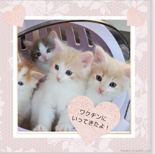 田村邦子ブリーダーのブログ：ワクチン済みました！