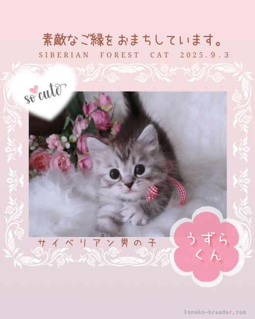 田村邦子ブリーダーのブログ：レッドリボンの子猫の仮名は 『うずらくん』🌊🤍