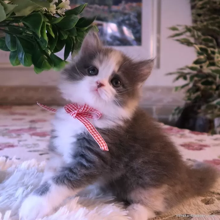 ID：2411-00141の子猫