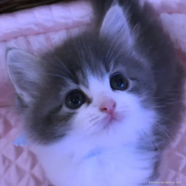 ID：2303-02907の子猫