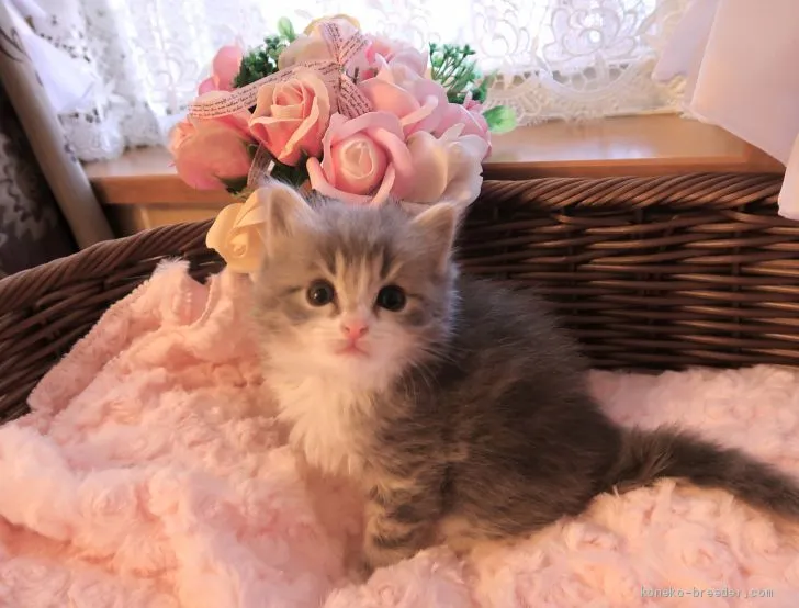 ID：2102-00683の子猫